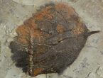Detailed Fossil Leaf (Zizyphoides) - Montana #68343-1